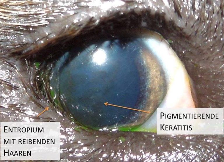 Entropium Augentierarzt Allgoewer