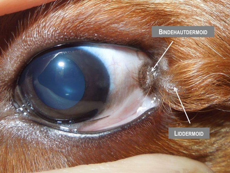 Dermoidentfernung Augentierarzt Allgoewer